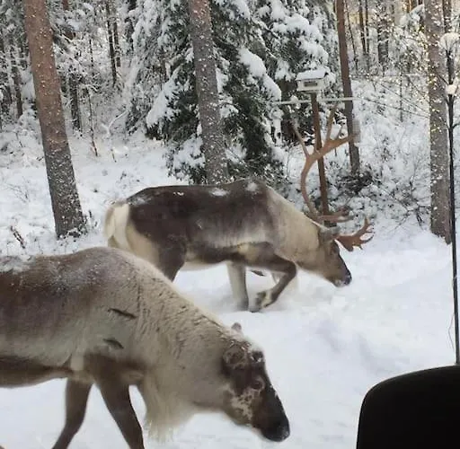 Arctic Circle Guesthouse